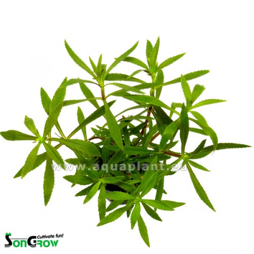 Limnophila hippuridoides in pot